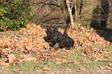 SCOTTISH TERRIER 096